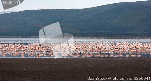 Image of Flock of greater  pink flamingos 