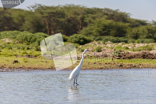 Image of white heron 