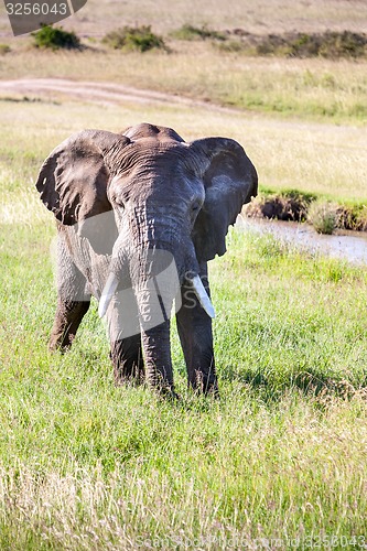 Image of elephant walking in the savanna