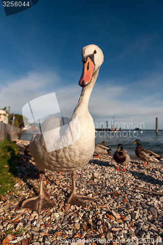 Image of white duck on blue sky as background