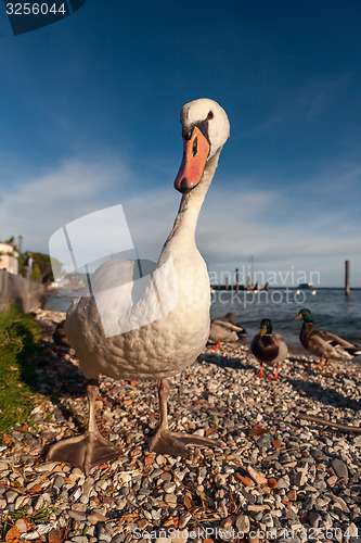 Image of white duck on blue sky as background