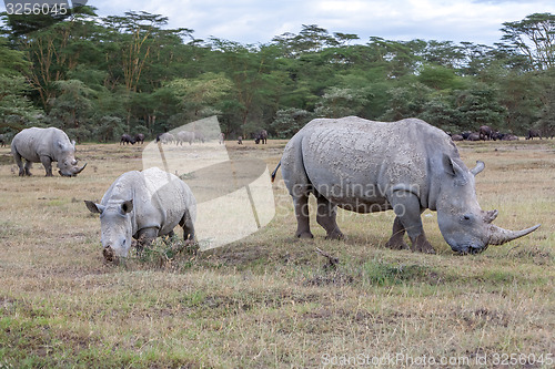 Image of Safari - rhinos