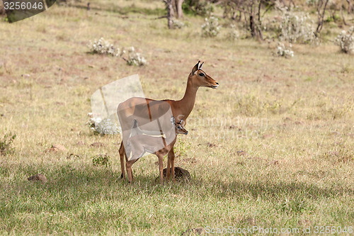 Image of antelope and her cub on a background of grass