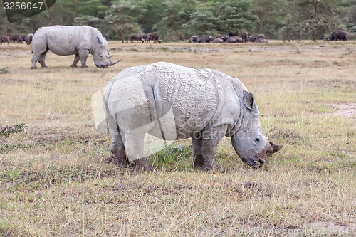 Image of Safari - rhinos