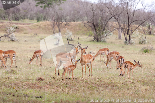 Image of antelopes on a background of grass