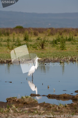 Image of white heron 