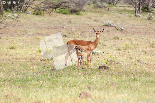 Image of antelope and her cub on a background of grass