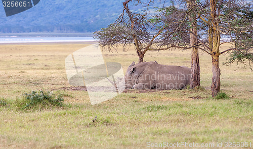 Image of Safari - rhino