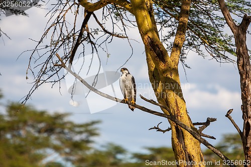 Image of African Fish Eagle on a tree, Kenya