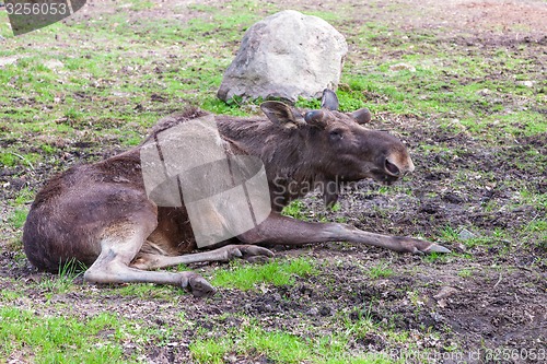 Image of old elk without horns 