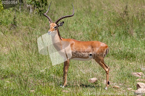 Image of antelope on a background of green grass