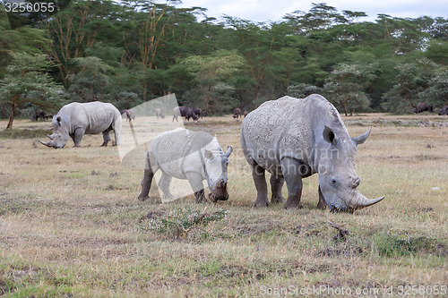 Image of Safari - rhinos