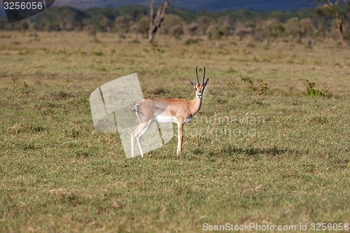 Image of antelope on a background of green grass