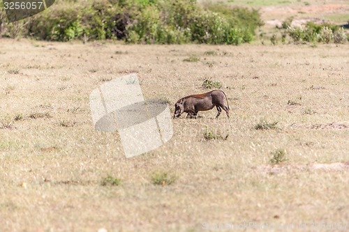 Image of Warthog on the National Park of Kenya.  Africa