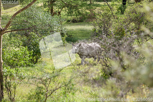 Image of Safari - rhino