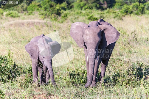 Image of elephant family walking in the savanna