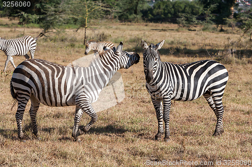 Image of Zebras in the grasslands 