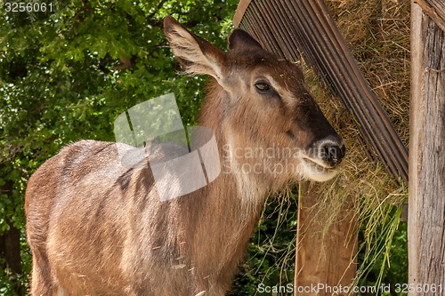 Image of antelope on a background of green 