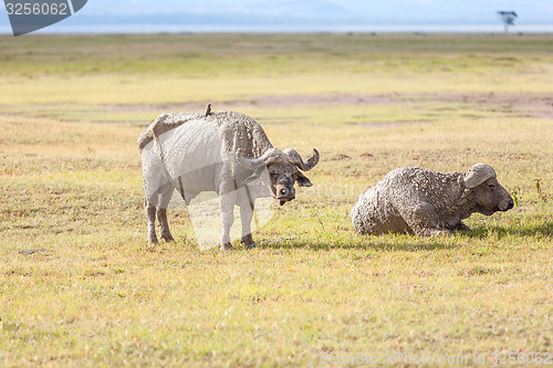 Image of Safari - two  rhino