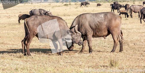 Image of Wild African Buffalos. Kenya, Africa