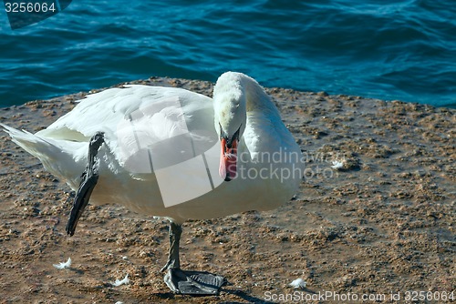 Image of White swan 