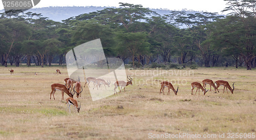 Image of antelopes on a background of grass