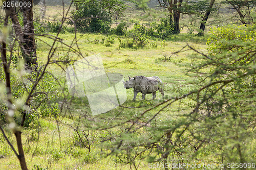 Image of Safari - rhino