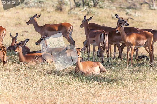 Image of The group of antelopes on the grass 