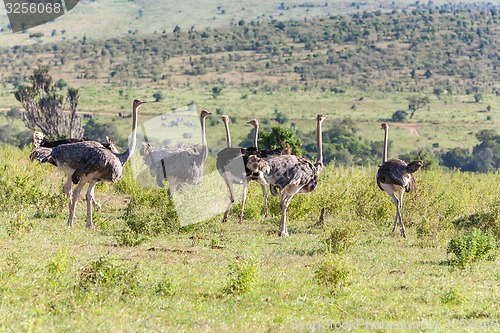 Image of Ostriches  walking on savanna in Africa. Safari. Kenya