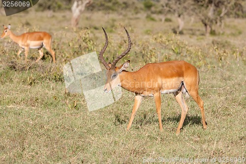 Image of antelope on a background of green grass