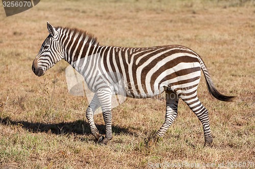 Image of Zebra in the grasslands 