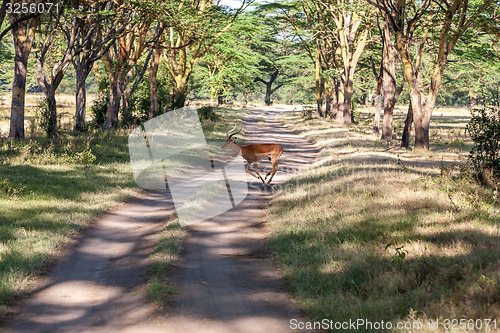 Image of antelope on a background of road 