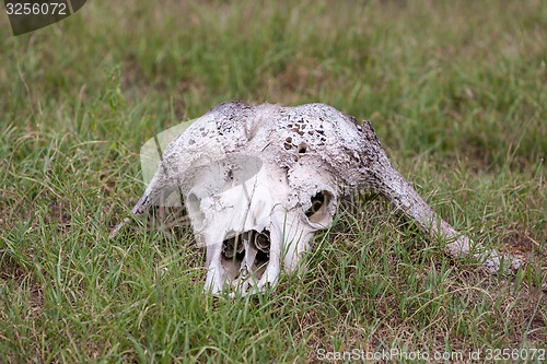 Image of Buffalo Skull in  Savannah, Southern Africa