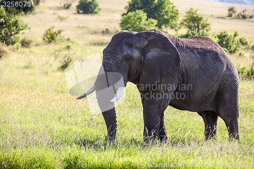 Image of elephant family walking in the savanna