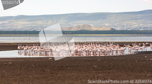 Image of Flock of greater  pink flamingos 