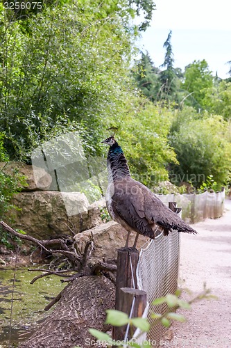 Image of Guinea fowl Africa