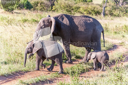Image of elephant family walking in the savanna
