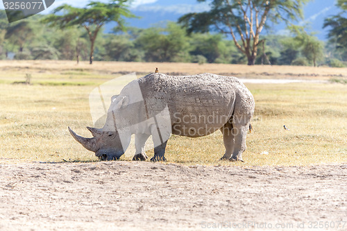 Image of Safari - rhino