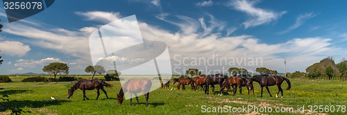 Image of Horses grazing on a green meadow