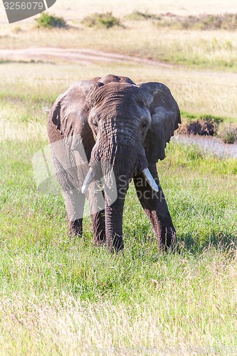 Image of elephant walking in the savanna