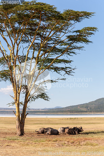 Image of Wild African Buffalos. Kenya, Africa