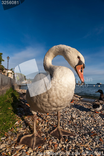 Image of white duck on blue sky as background