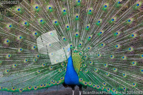 Image of Peacock with multicolored feathers