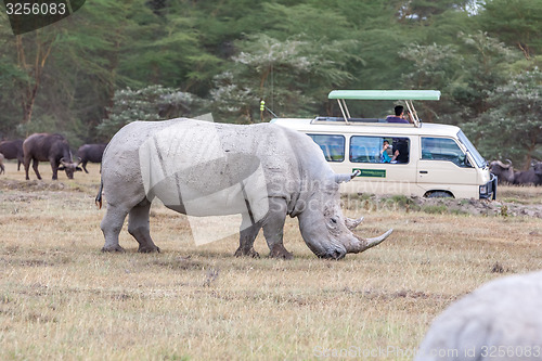 Image of Safari - rhino