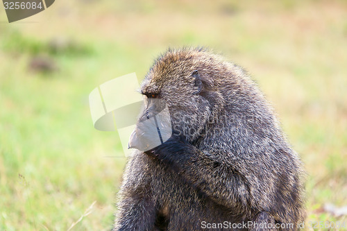 Image of Baboon