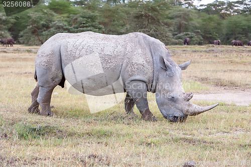 Image of Safari - rhino