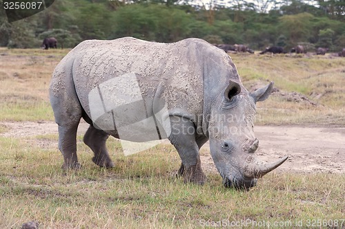 Image of Safari - rhino