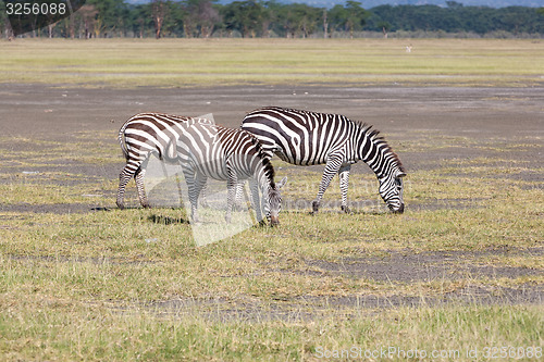 Image of Zebras in the grasslands 