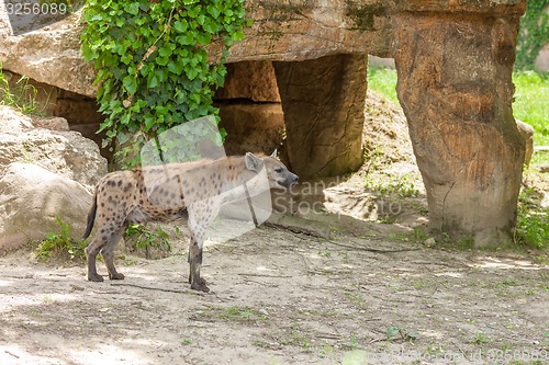 Image of Hyena wandering in zoo