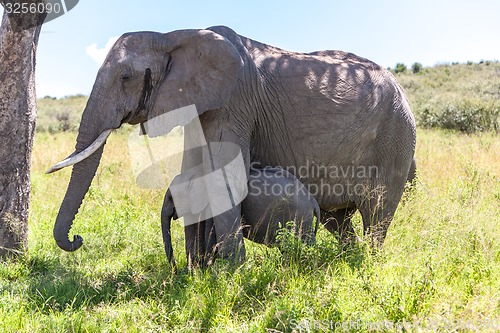 Image of elephant family walking in the savanna